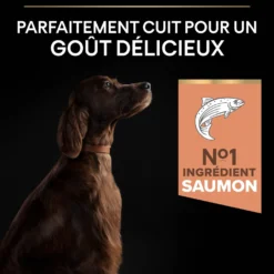 Pro Plan Sensitive Skin Large Athletic Adult au saumon - croquettes chien