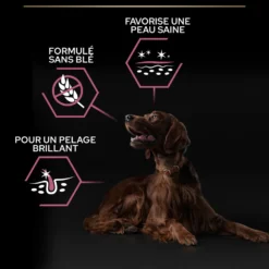 Pro Plan Sensitive Skin Large Athletic Adult au saumon - croquettes chien