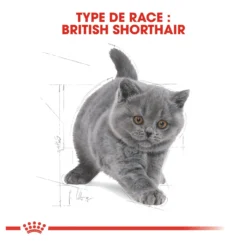 Royal Canin British Shorthair Kitten - croquettes chaton
