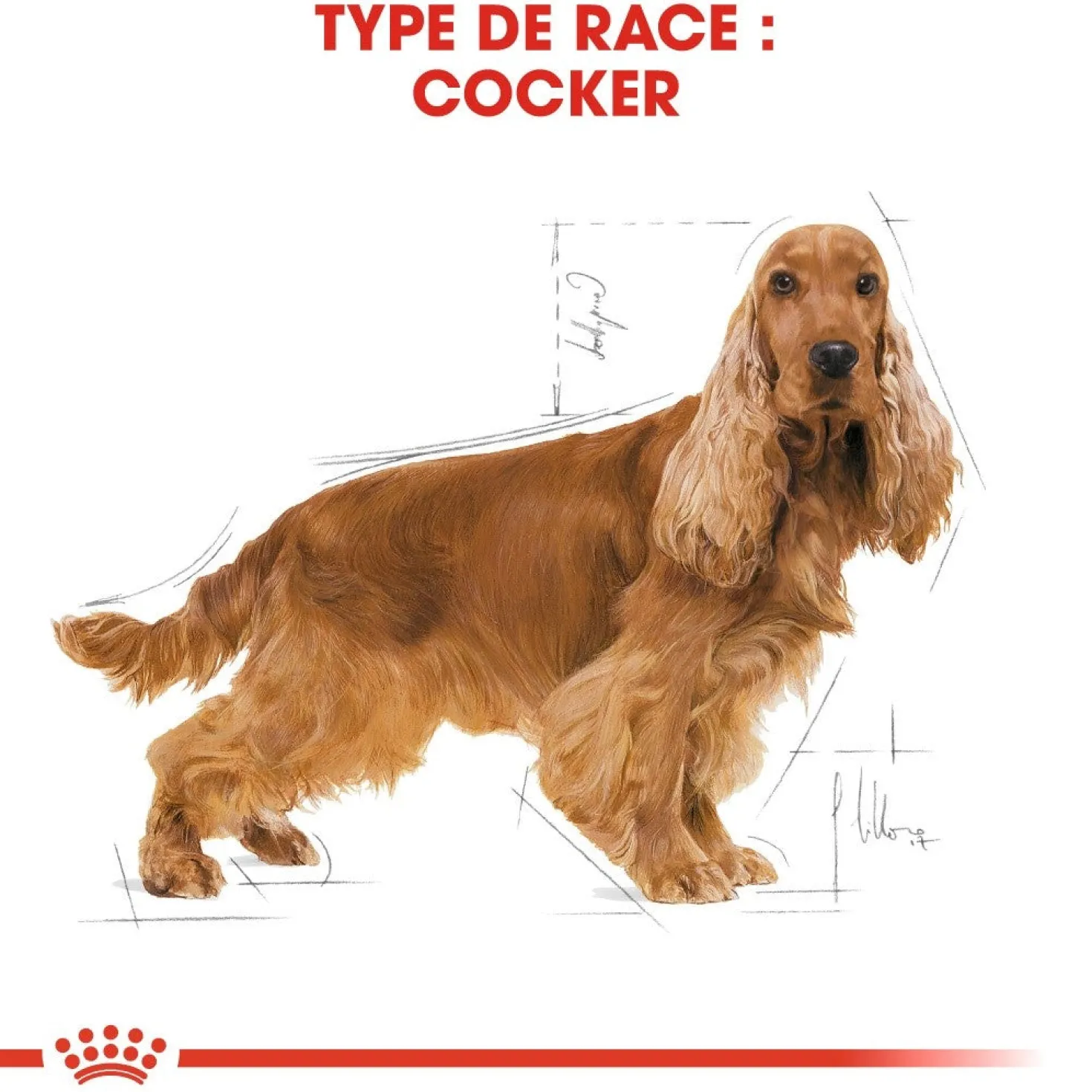 Royal Canin Cocker Adult - croquettes chien