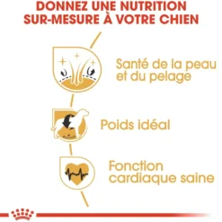 Royal Canin Cocker Adult - croquettes chien