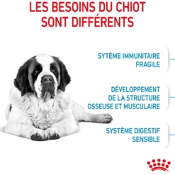 Royal Canin Giant Junior - Croquettes pour chiot