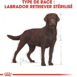 Royal Canin Labrador Retriever Sterilised Adult - croquettes chien