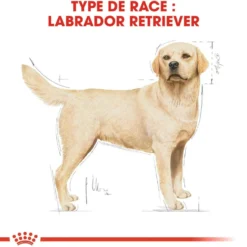 Royal Canin Labrador Retriever Adult - croquettes chien
