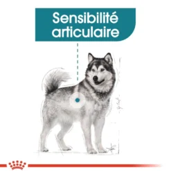 Royal Canin Maxi Joint Care - croquettes chien
