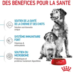 Royal Canin Medium Starter - croquettes chiot, chienne
