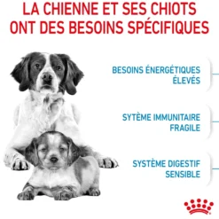 Royal Canin Medium Starter - croquettes chiot, chienne