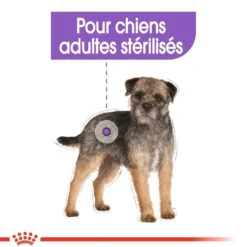 Royal Canin Mini Sterilised - croquettes chien