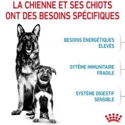 ROYAL CANIN Starter Maxi Mother & Babydog - Croquettes pour chiot
