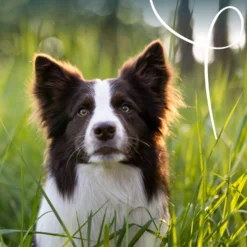Yarrah multi-pack bio - pâtée chien